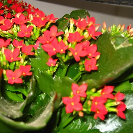 住宿加早餐酒店 姆迪司卢西亚住宿加早餐酒店 锡拉库扎